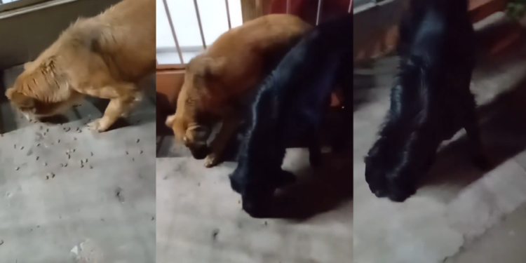 Buscan un hogar urgente para dos perros tras el fallecimiento de su dueño en barrio Fátima