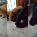 Buscan un hogar urgente para dos perros tras el fallecimiento de su dueño en barrio Fátima