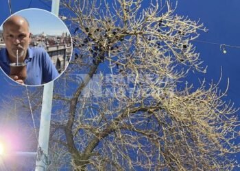 Tras la publicación de Rafaela Noticias, ambientalistas nacionales se hicieron eco de la situación en la ciudad