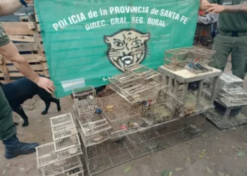 Rescataron más de 20 aves silvestres que estaban en cautiverio en Nueva Lehmann