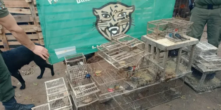 Rescataron más de 20 aves silvestres que estaban en cautiverio en Nueva Lehmann