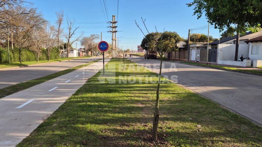 Árboles recién plantados.