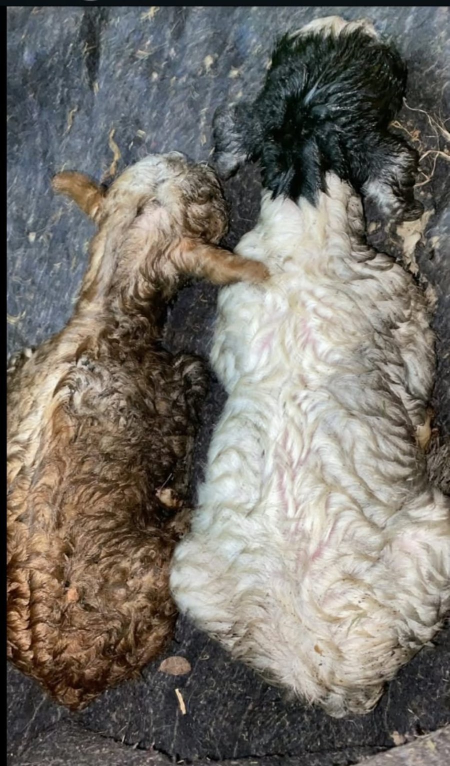 Animales resultaron heridos y permanecen en observación
